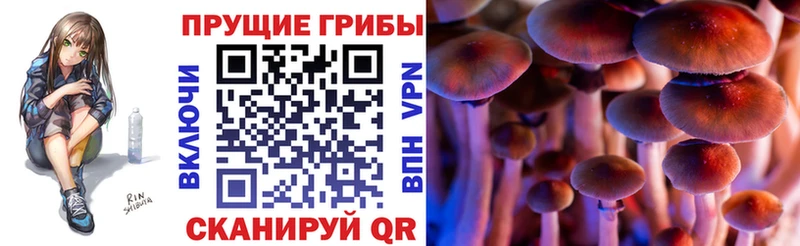 Галлюциногенные грибы Psilocybe  где найти наркотики  Тимашёвск 